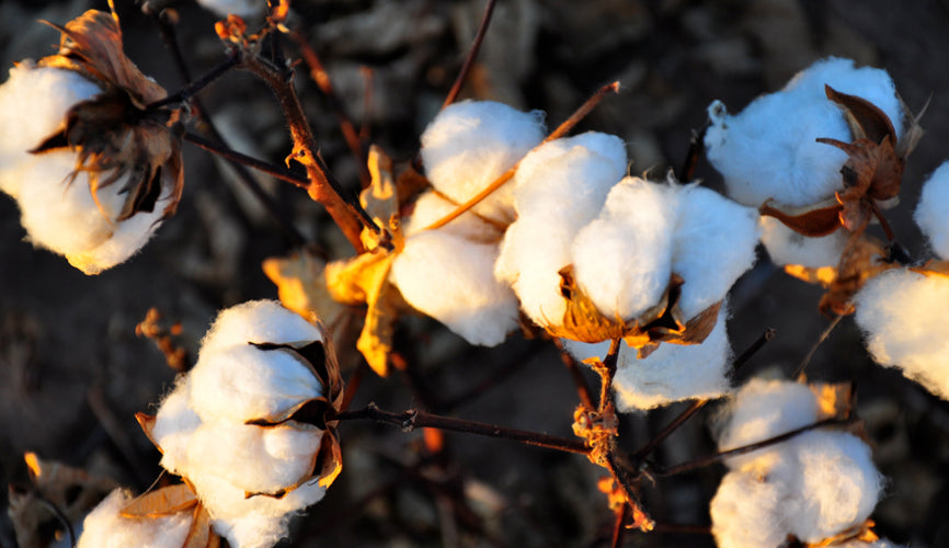 cotton-natural-fabric.jpg